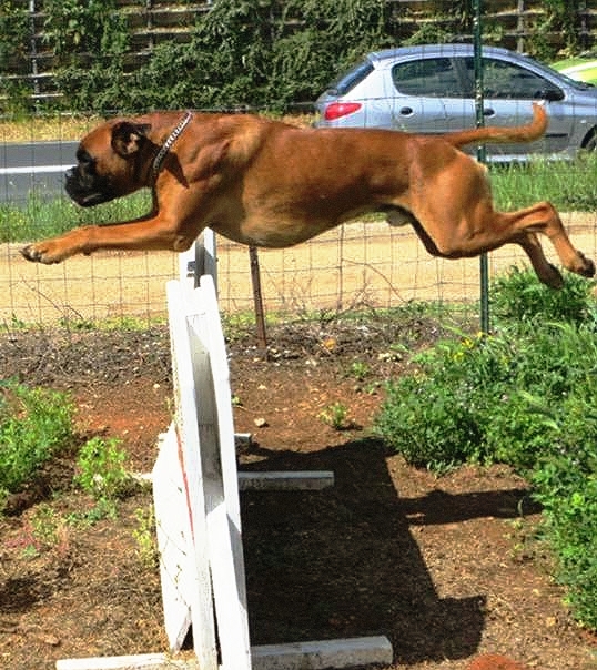 Agility - L'école des 4 pattes