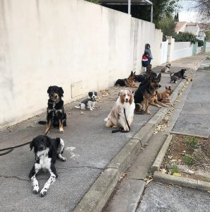 Balades - l'école des 4 pattes 0