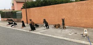 Balades - l'école des 4 pattes 7