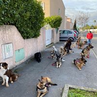 Balades - l'école des 4 pattes V