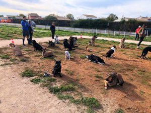 Cours collectif - L'école des 4 pattes 0