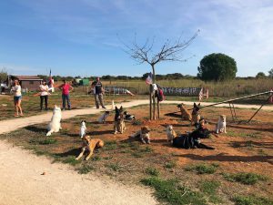 Cours collectif - L'école des 4 pattes 1